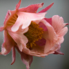 Geum Mrs W Moore - Abriachan Nurseries, The Garden On Loch Ness